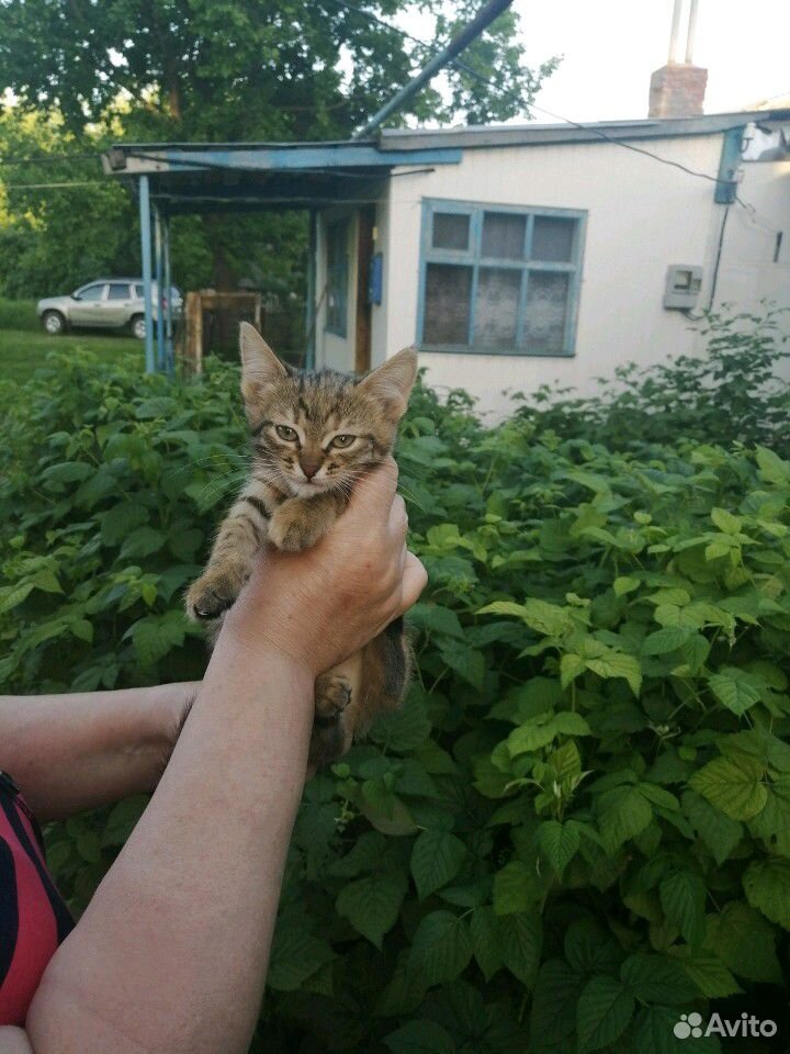 Котенок девочка купить на Зозу.ру - фотография № 2