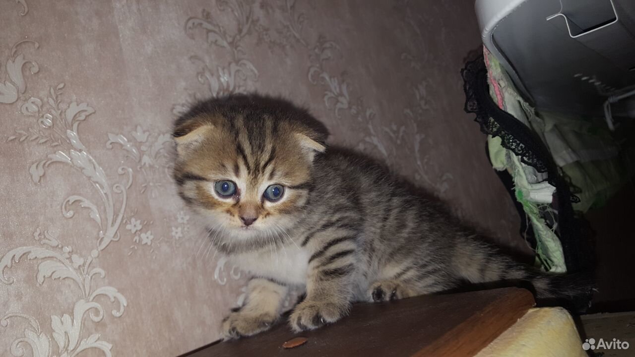 Вислоухие котятки купить на Зозу.ру - фотография № 8