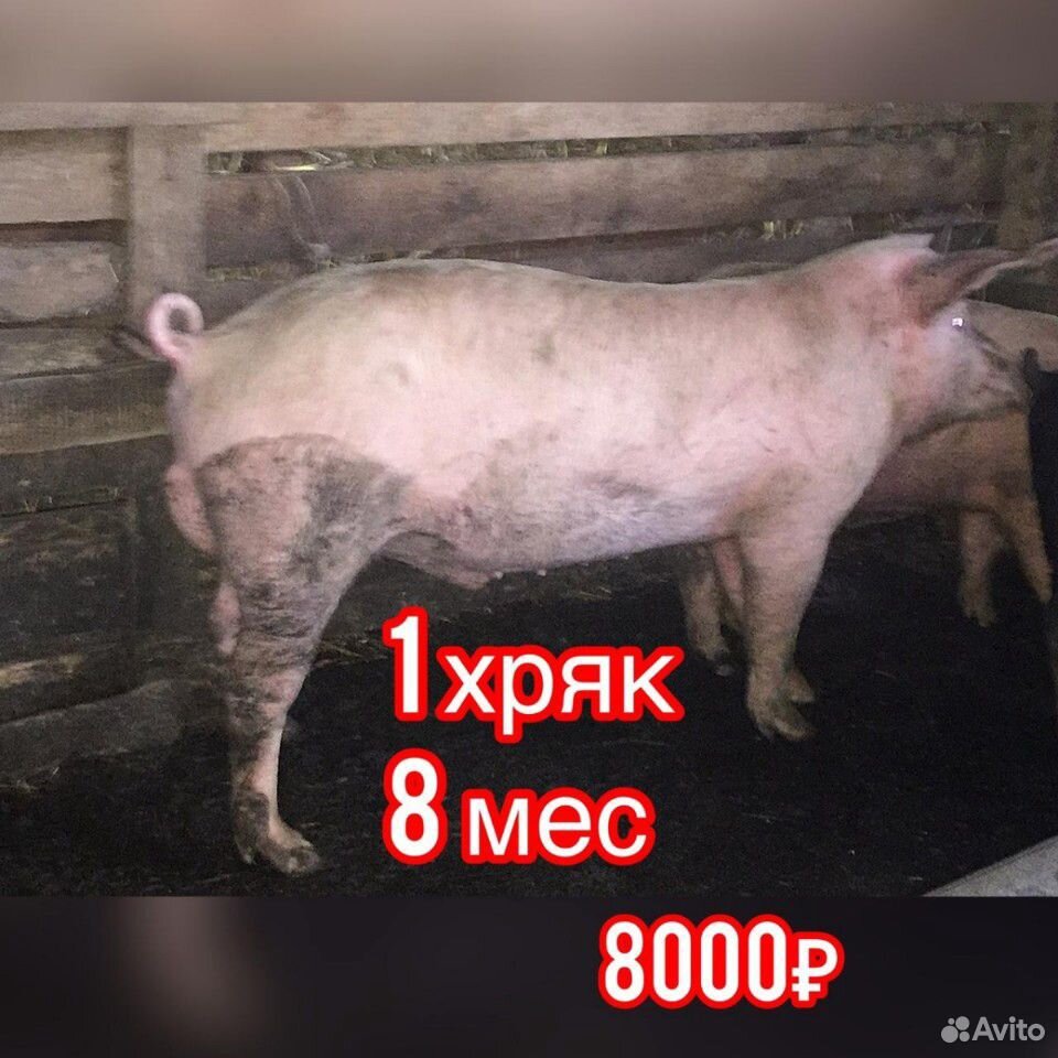 Свини купить на Зозу.ру - фотография № 1