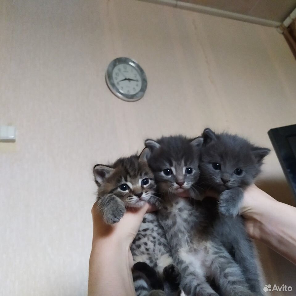 Котята: Коржик, Карамелька и Компот ищут дом купить на Зозу.ру - фотография № 2