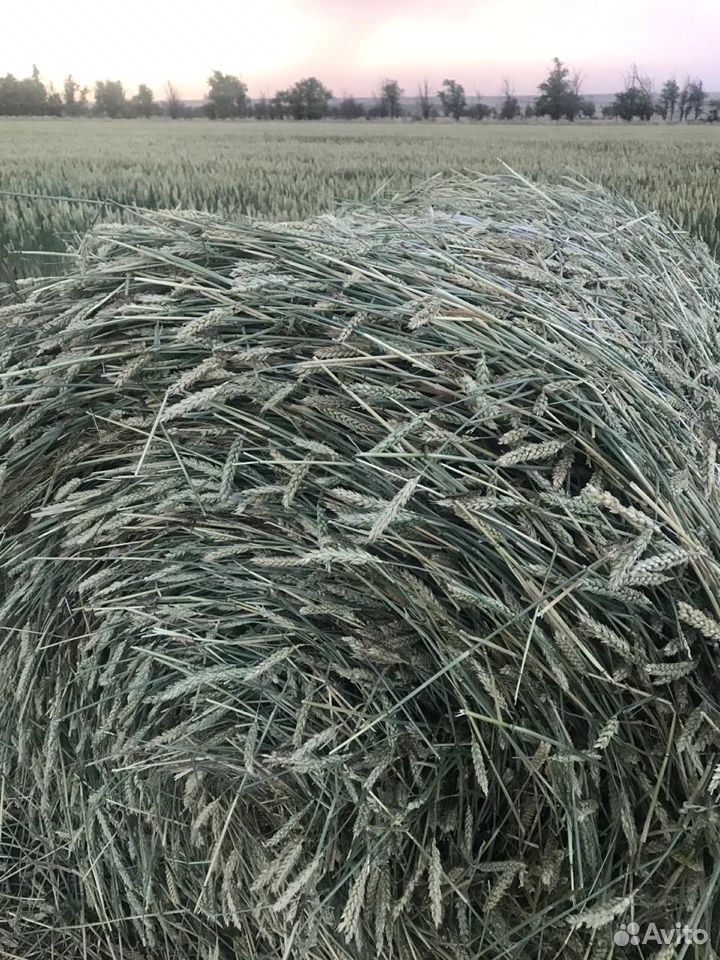 Сено пшеница с колосом купить на Зозу.ру - фотография № 4