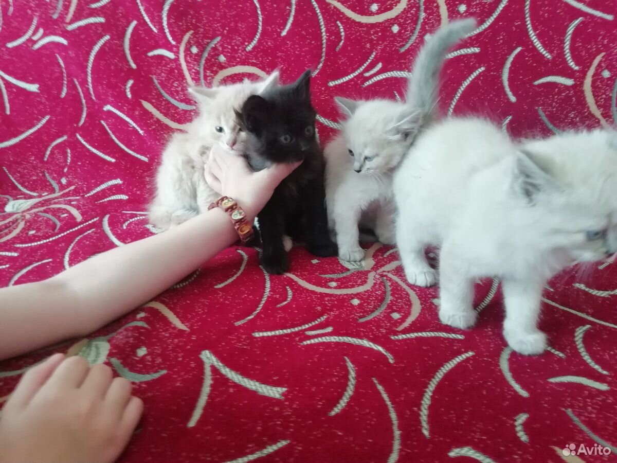 Пушистые ласковые котята купить на Зозу.ру - фотография № 3
