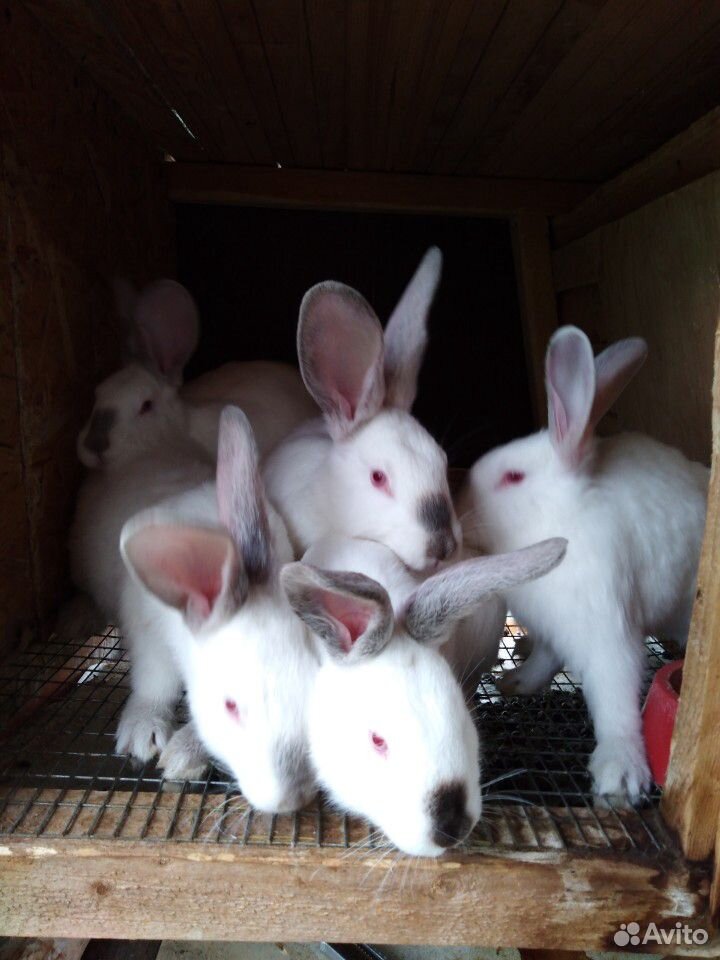 Кролики безпородные купить на Зозу.ру - фотография № 6