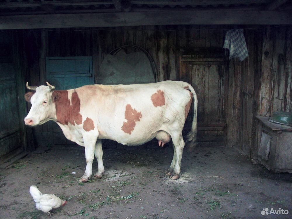 Частная корова. Взрослая корова. Калмыцкая дойная домашняя корова в хлеву. Буреночекъ. Купить корову в омске и омской области