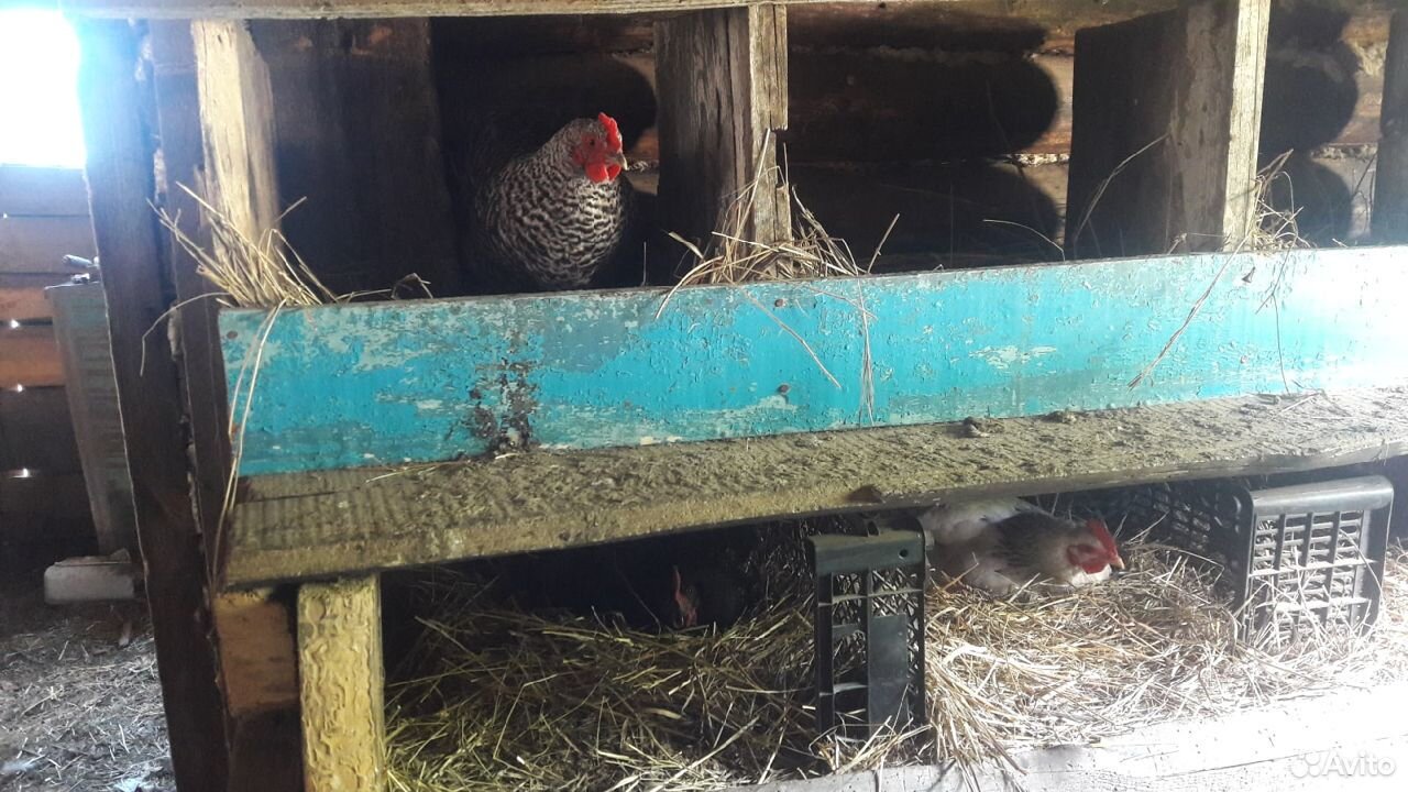 Инкубационное яйцо, цыплята, кур несушек купить на Зозу.ру - фотография № 4