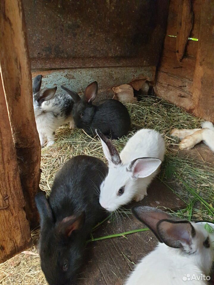 Продаются кролики различного возраста купить на Зозу.ру - фотография № 9