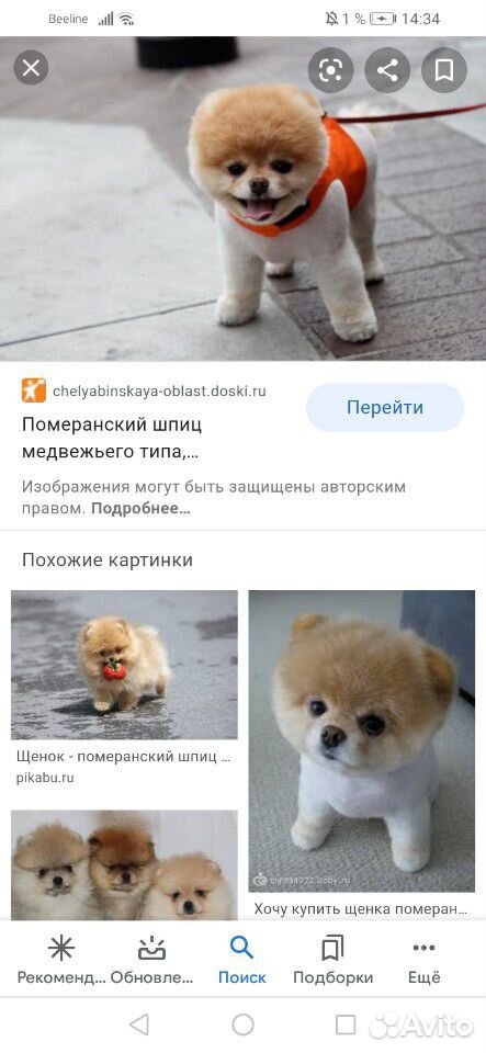 Ищем щенка шпица 3-4 месяца купить на Зозу.ру - фотография № 2