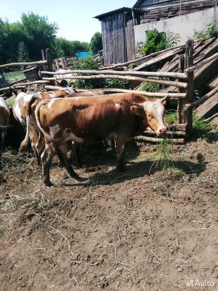Продам коров купить на Зозу.ру - фотография № 8