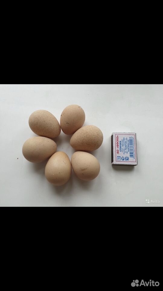 Цесаринные яйца купить на Зозу.ру - фотография № 2