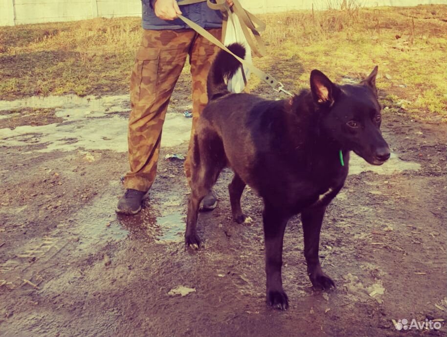 Чёрная собака Ночка в очень добрые руки купить на Зозу.ру - фотография № 3