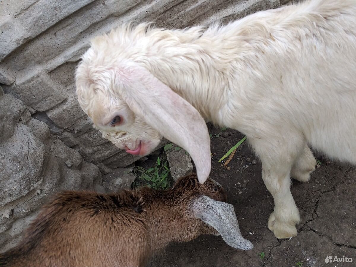 Англо-нубийские козы купить на Зозу.ру - фотография № 5