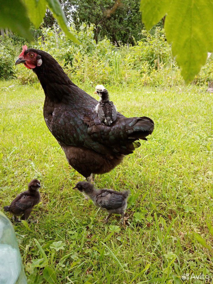 Цыплята, яйца инкубационные, петухи на племя купить на Зозу.ру - фотография № 6