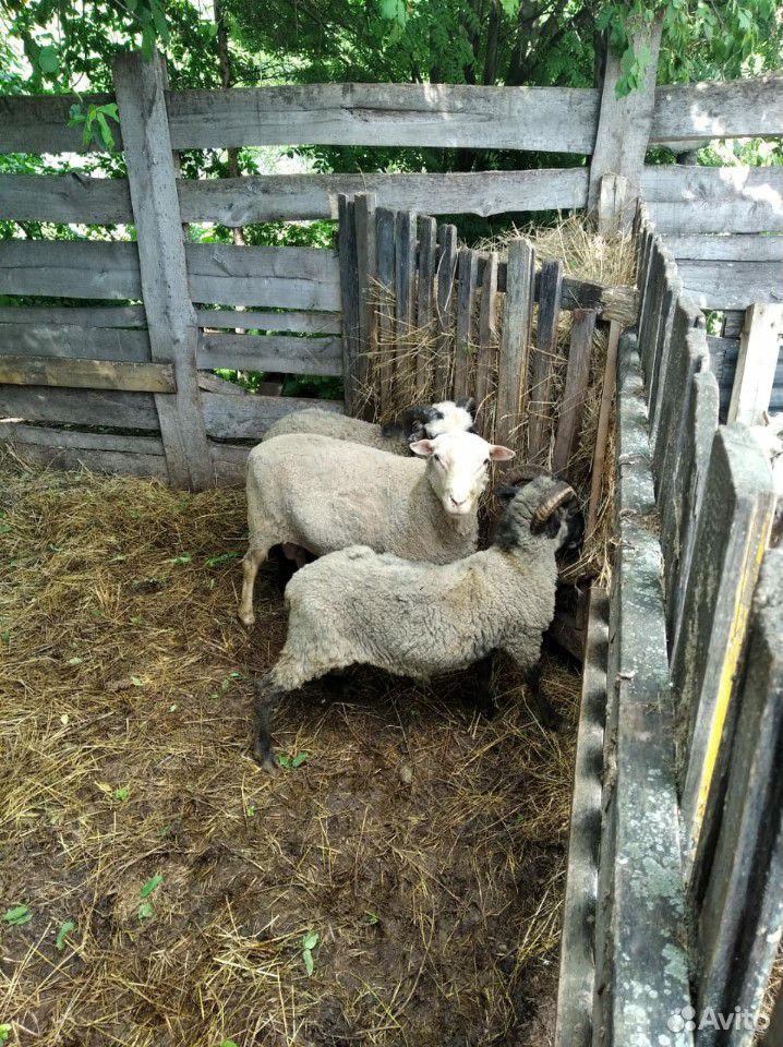 Овцы, бараны, ягнята купить на Зозу.ру - фотография № 8