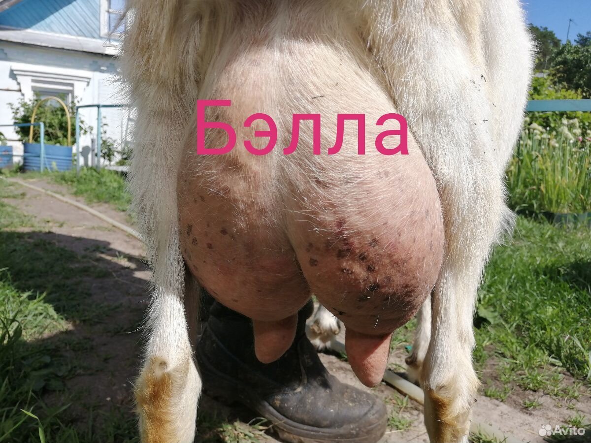 Дойные козы, высокоудойные купить на Зозу.ру - фотография № 2
