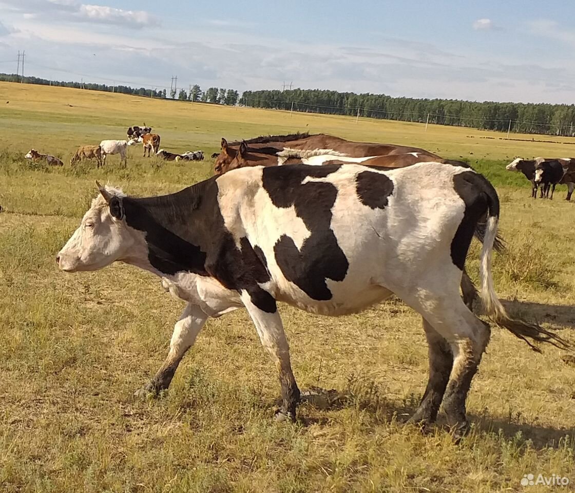 Коровы, герефорды, крс купить на Зозу.ру - фотография № 4