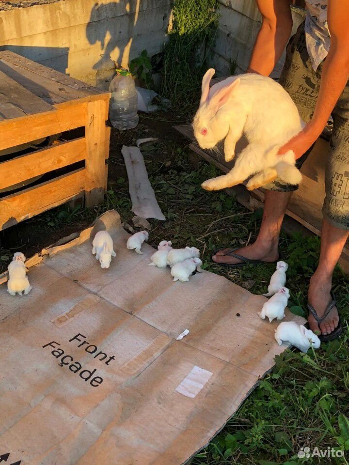 Кролчиха мама и 9 крольчат порода великан купить на Зозу.ру - фотография № 1
