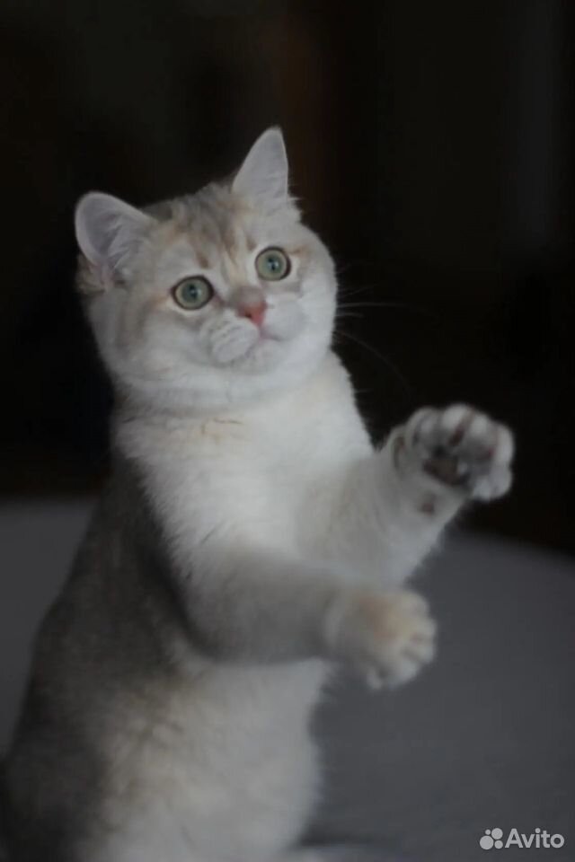 Британский котик 6 месяцев купить на Зозу.ру - фотография № 1