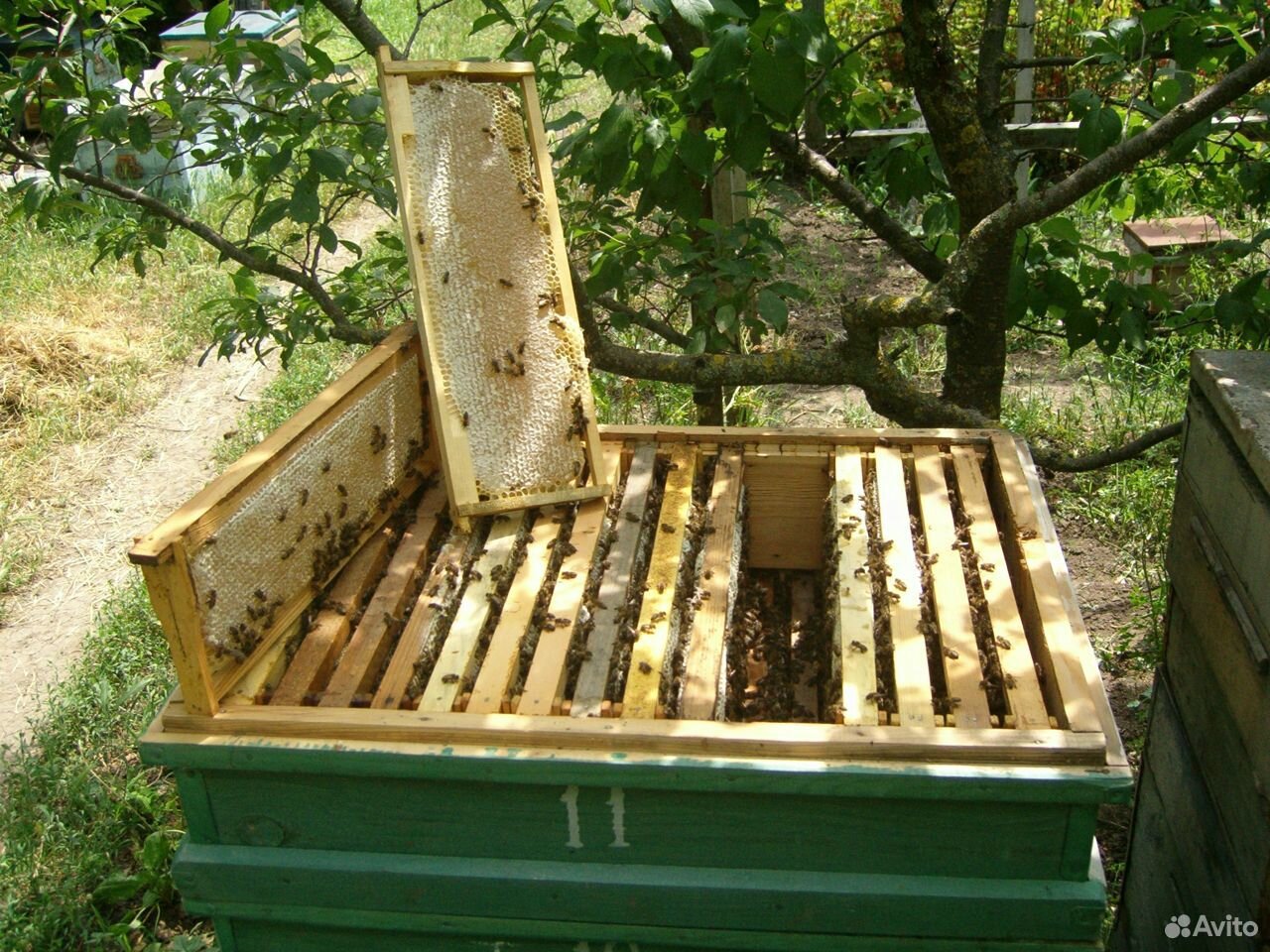 Пчелиные семьи купить на Зозу.ру - фотография № 1
