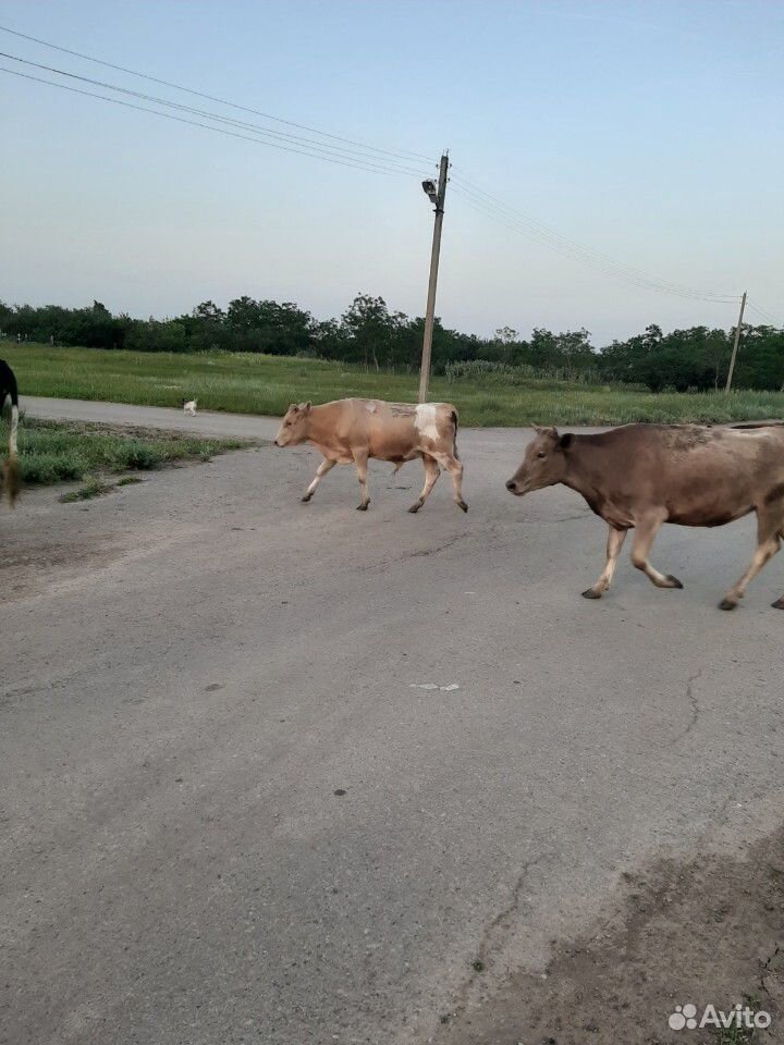 Продаются коровы купить на Зозу.ру - фотография № 3