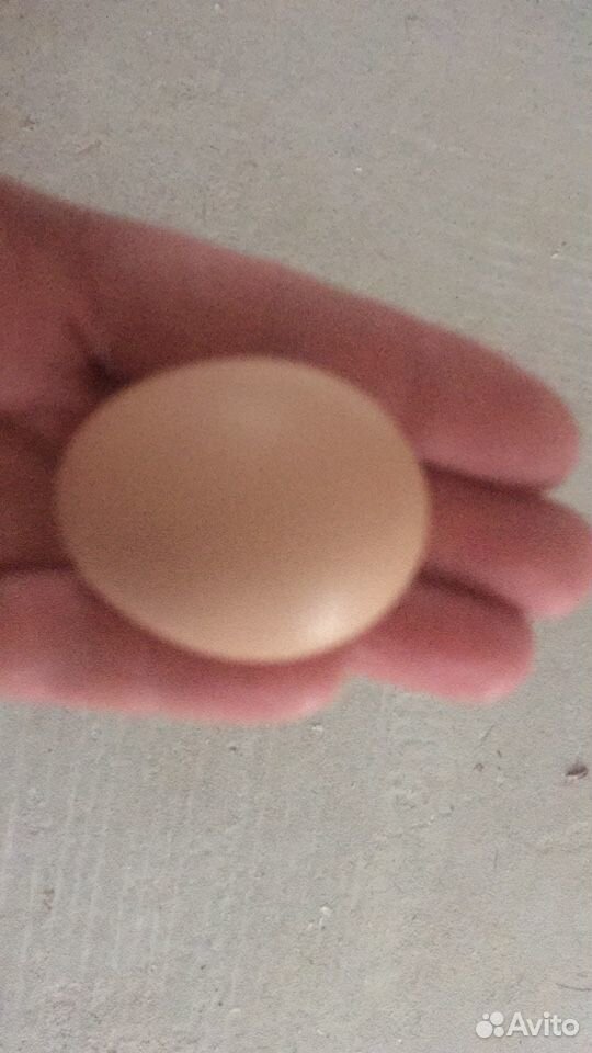 Яйцо оплодотворённое купить на Зозу.ру - фотография № 1