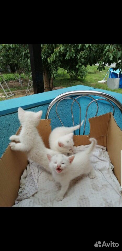 Котята белые купить на Зозу.ру - фотография № 1