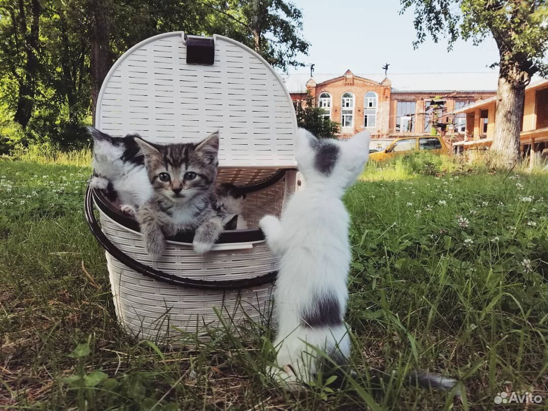 Котенок (котята) купить на Зозу.ру - фотография № 1