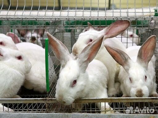 Кролики проды Hyplus чистопородные купить на Зозу.ру - фотография № 2