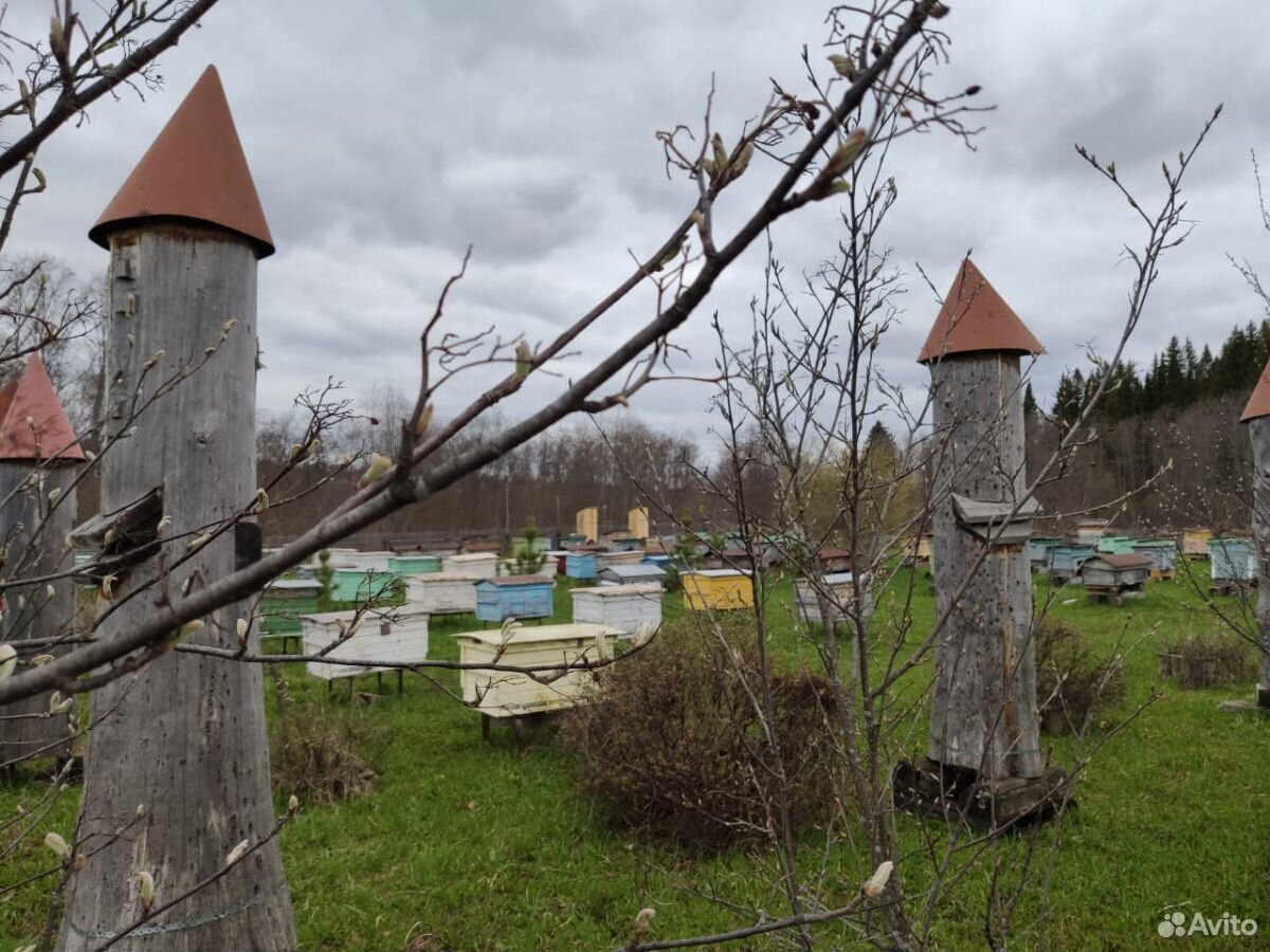 Борт для посадки пчелосемьи купить на Зозу.ру - фотография № 5