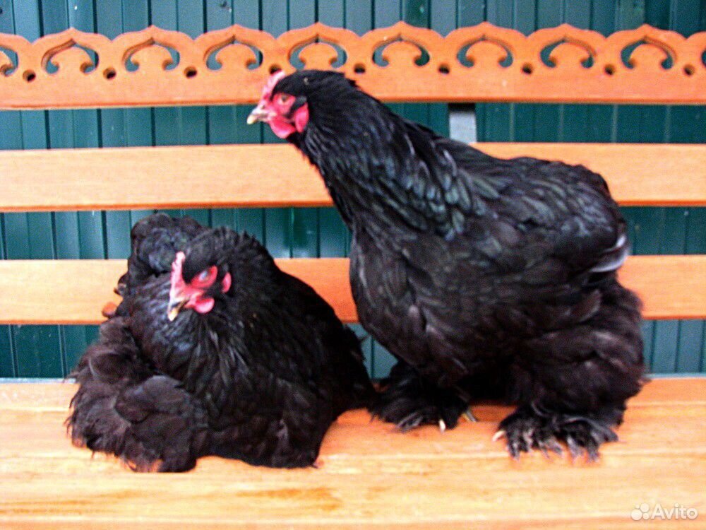 Продаю породистых цыплят купить на Зозу.ру - фотография № 5