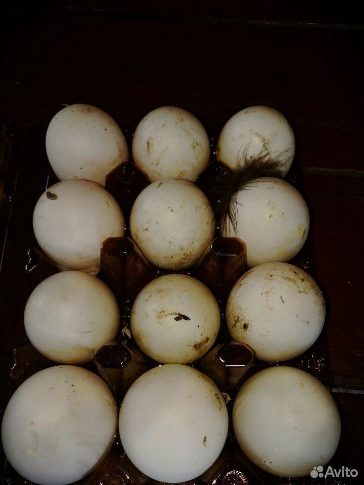 Утята, яйца, перепелки купить на Зозу.ру - фотография № 5