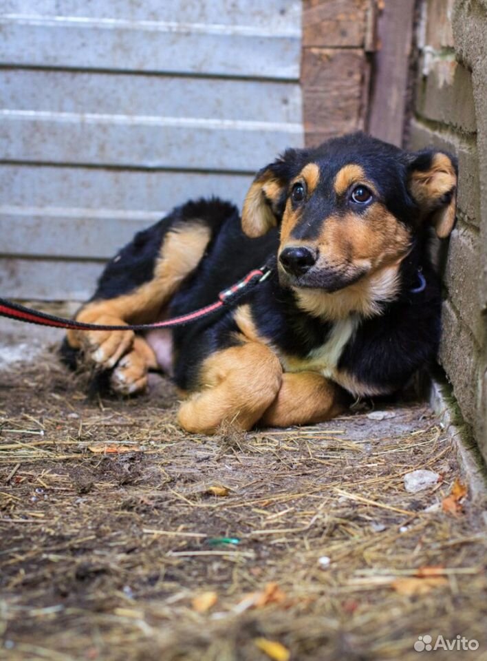 Очаровательный щенок Бруно ищет дом купить на Зозу.ру - фотография № 2