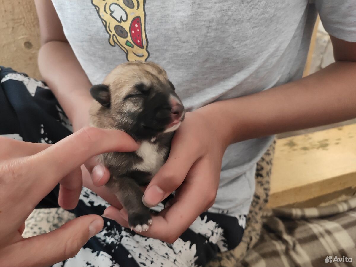 Новорожденные щенки купить на Зозу.ру - фотография № 2