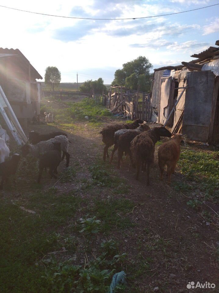 Овцы, бараны, коза купить на Зозу.ру - фотография № 3