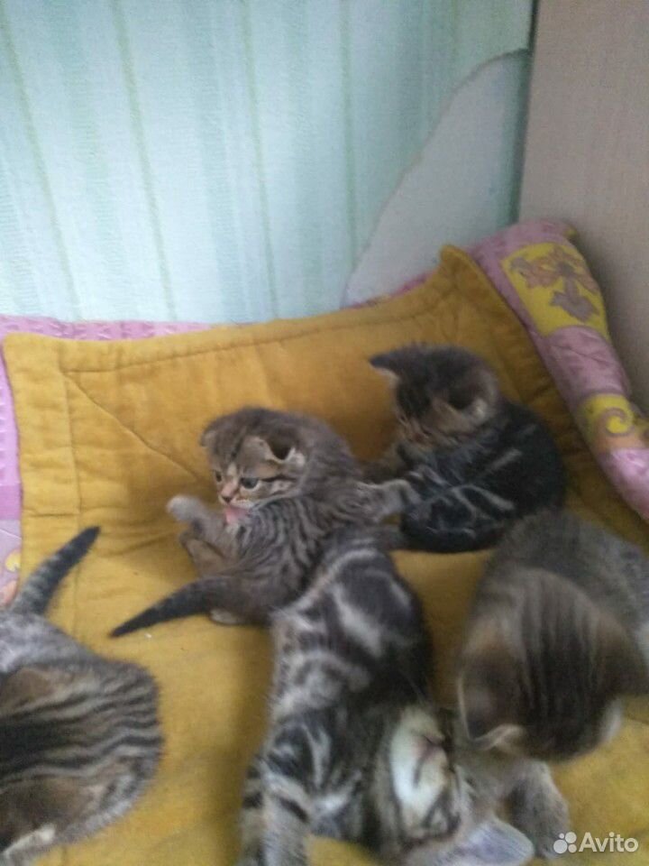Веселые игривые котята ждут своих хозяев купить на Зозу.ру - фотография № 2