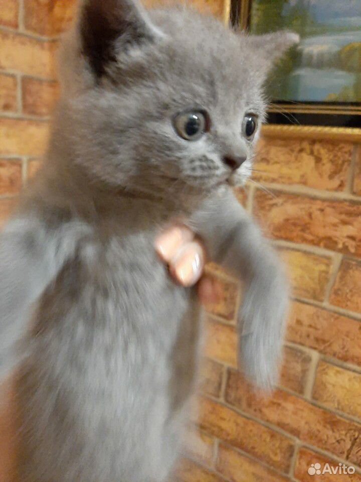 Продам котят британской породы,котик и две девочки купить на Зозу.ру - фотография № 1