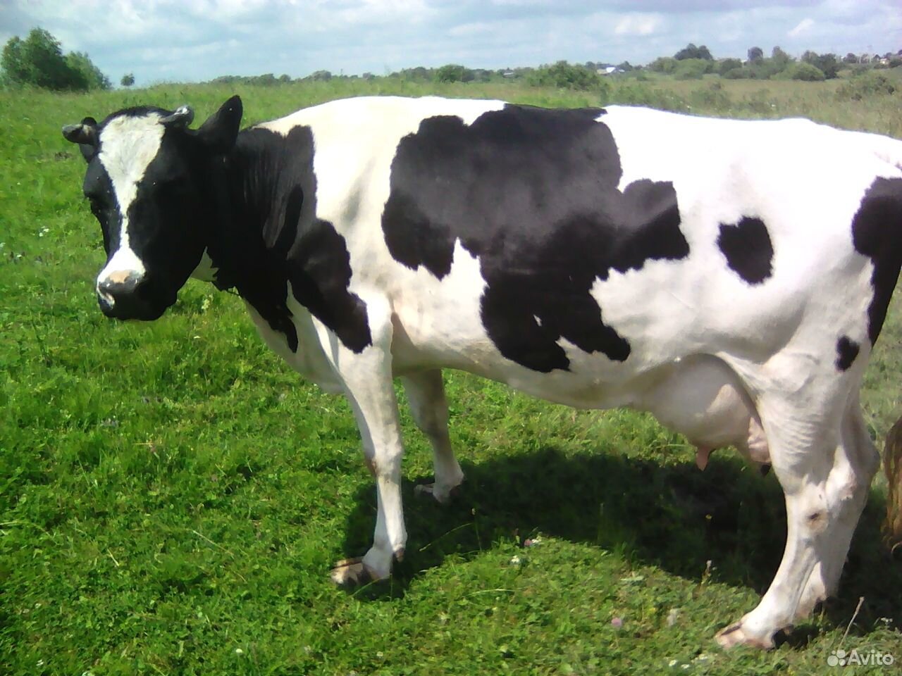 Домашняя молочная корова купить на Зозу.ру - фотография № 2
