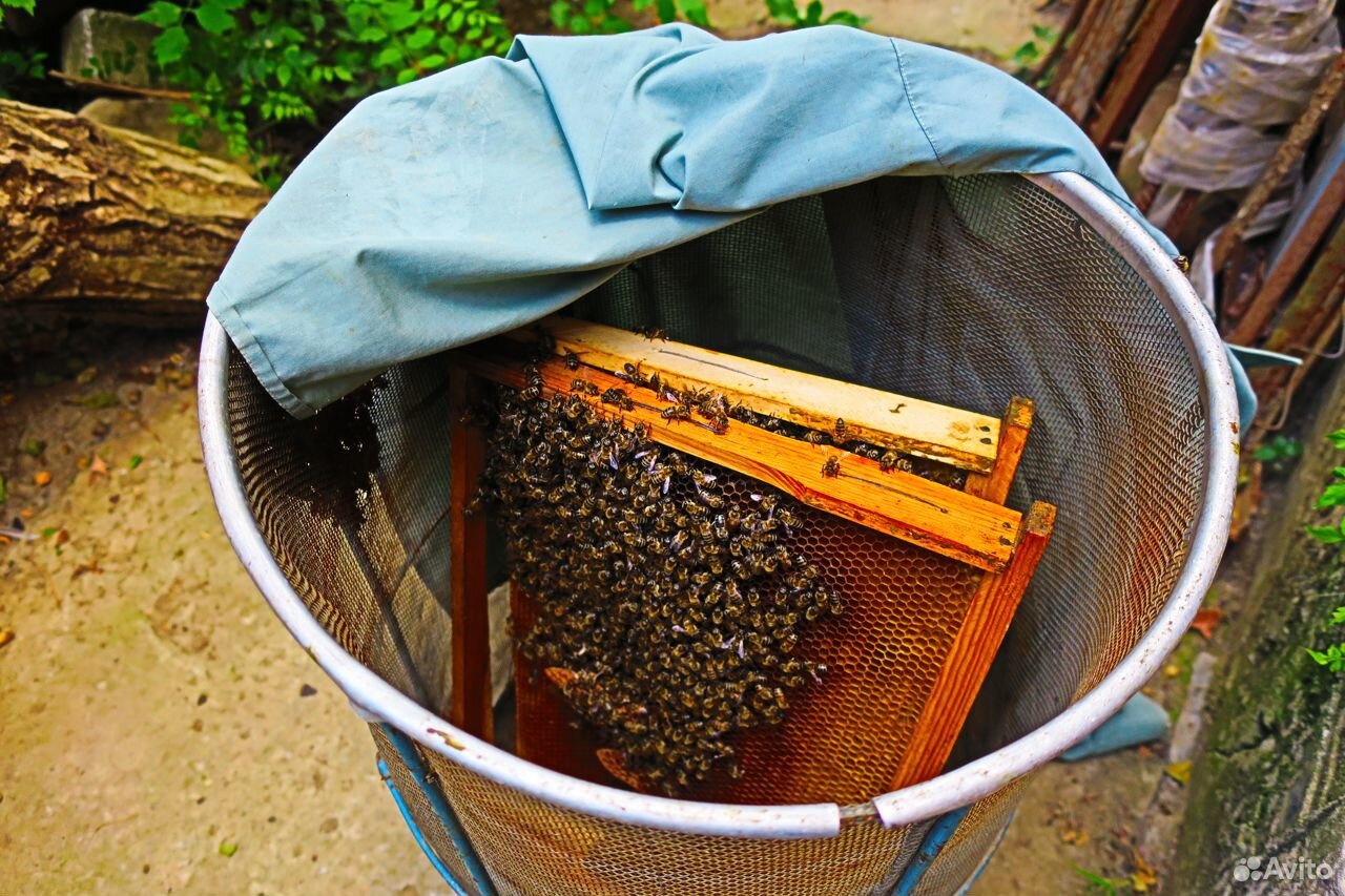 Продаю пчелиный рой купить на Зозу.ру - фотография № 1