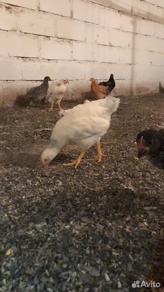 Цыплята цветные домашние 40 дней купить на Зозу.ру - фотография № 3