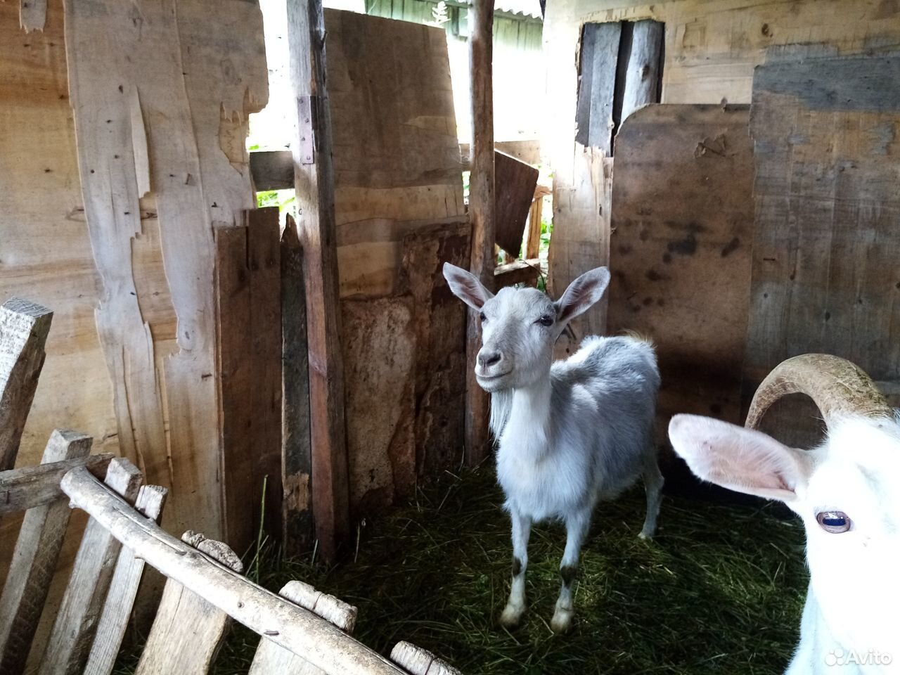 Продам молочную козу купить на Зозу.ру - фотография № 2
