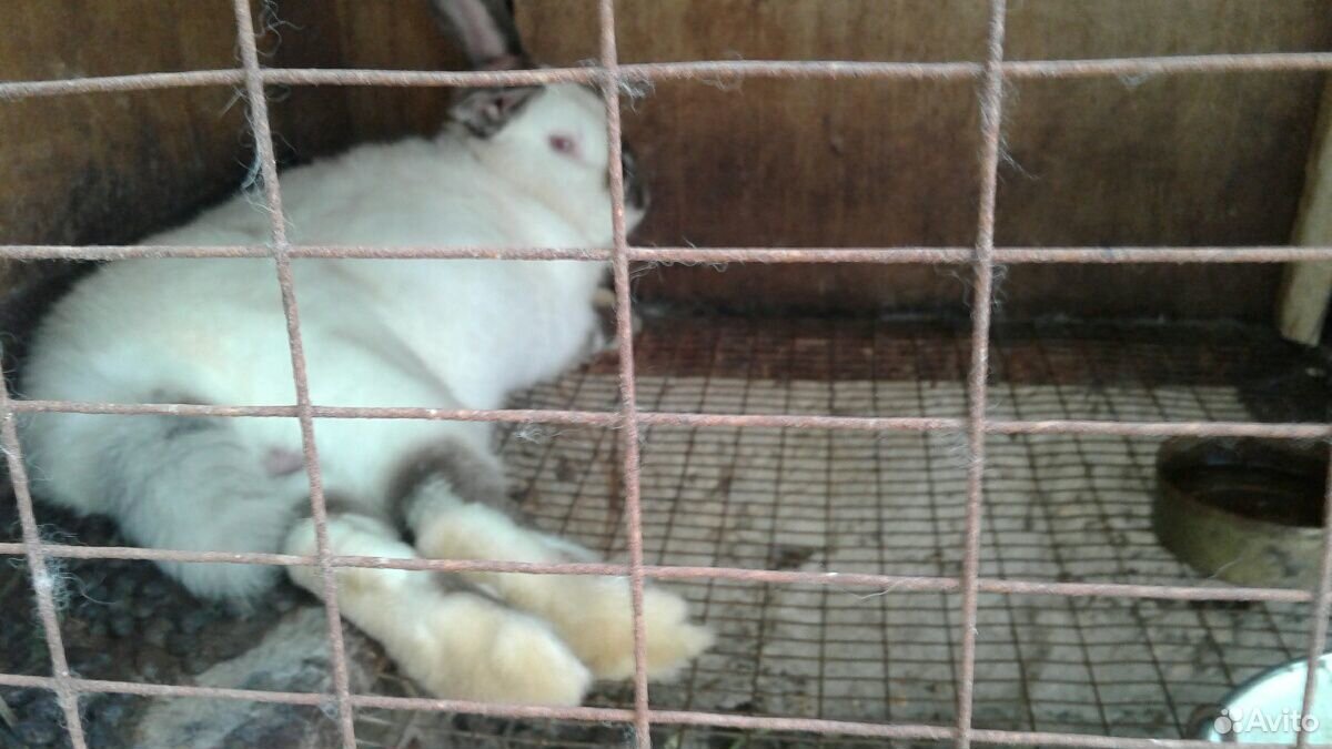 Кролики самцы на племя 6,5 месяцев купить на Зозу.ру - фотография № 6