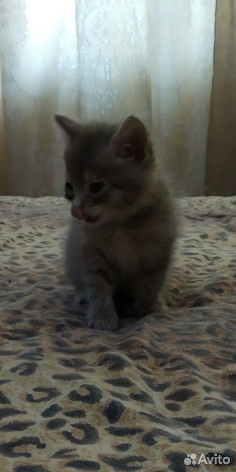 Котёнок Пипи купить на Зозу.ру - фотография № 3