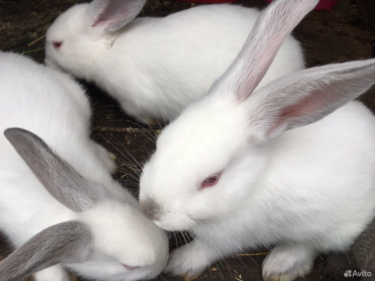Калифорнийские белоснежные крольчата купить на Зозу.ру - фотография № 2