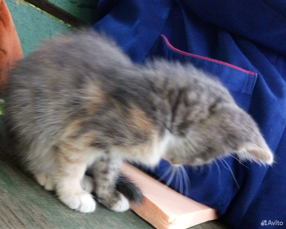 Котенок девочка трехцветная купить на Зозу.ру - фотография № 6