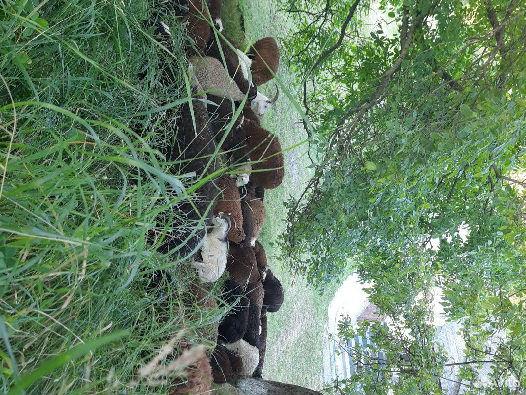 Ягнята и козы купить на Зозу.ру - фотография № 1
