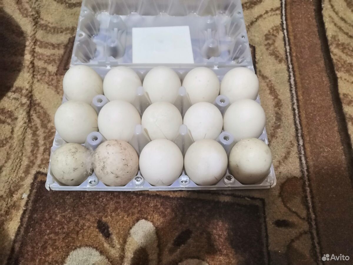 Яйца индоутиные купить на Зозу.ру - фотография № 1