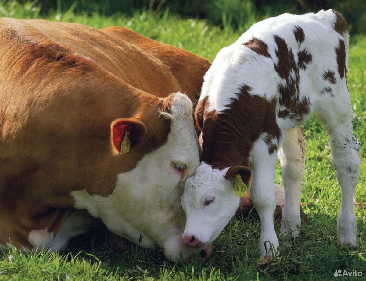 Корова 2 года с телёнком 3 месяца купить на Зозу.ру - фотография № 1