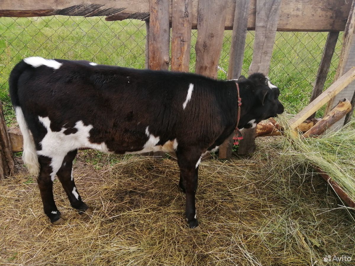 Корова, тёлка 2.5 года, бычок 1.5 годовалый, 2 тел купить на Зозу.ру - фотография № 9