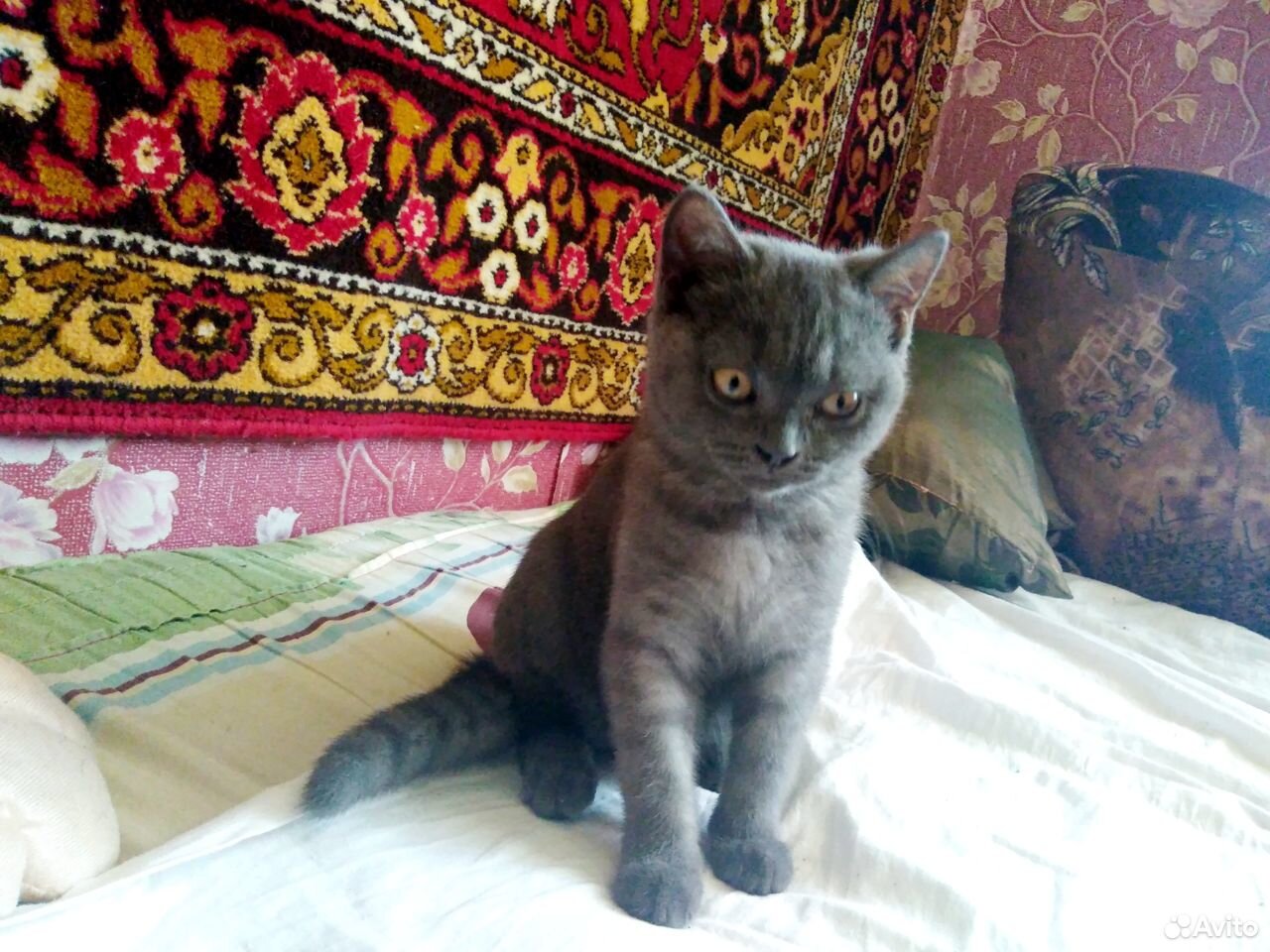 Продам котенка купить на Зозу.ру - фотография № 2