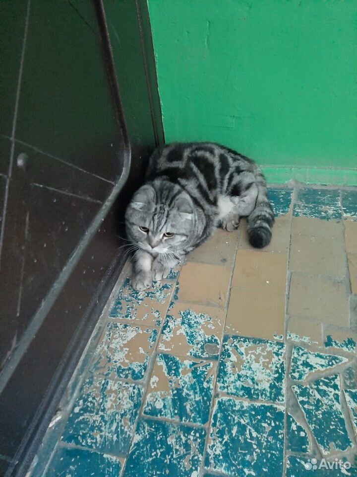 Найдена вислоухая кошка купить на Зозу.ру - фотография № 1