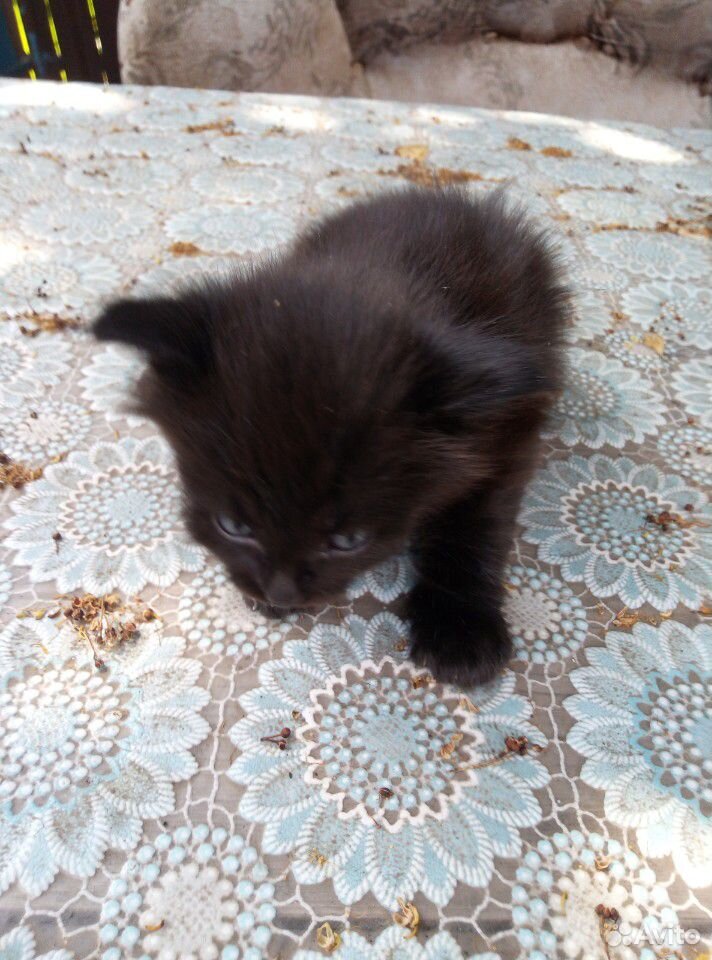 Кошка полосатая. рыжий и чёрный кот купить на Зозу.ру - фотография № 8